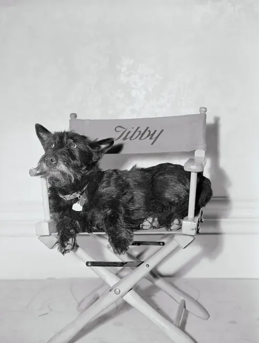 Framed Print : Bette Davis's Dog Tibby Framed Print : Bette Davis's Dog Tibby