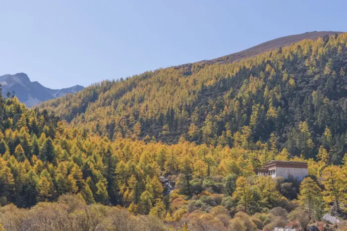 Framed Print : Beutiful nature of Colorful autumn in Yading national Framed Print : Beutiful nature of Colorful autumn in Yading national