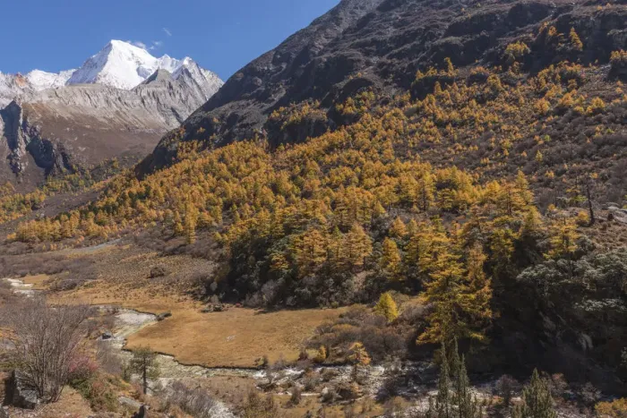 Framed Print : Beutiful nature of Colorful autumn in Yading national Framed Print : Beutiful nature of Colorful autumn in Yading national