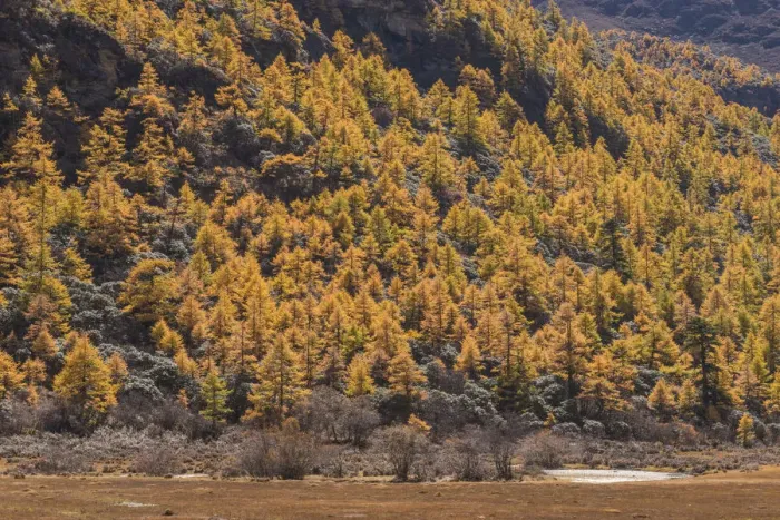 Framed Print : Beutiful nature of Colorful autumn in Yading national