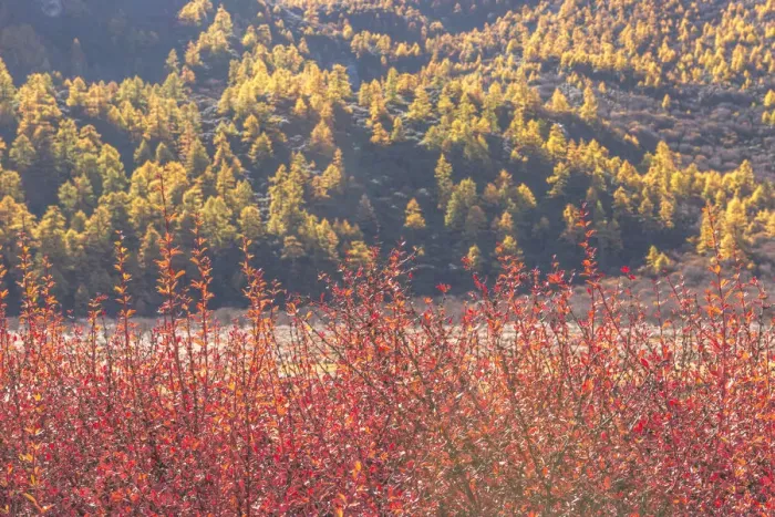 Framed Print : Beutiful nature of Colorful autumn in Yading national Framed Print : Beutiful nature of Colorful autumn in Yading national