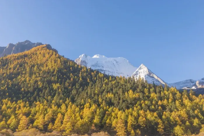 Framed Print : Beutiful nature of Colorful autumn in Yading national Framed Print : Beutiful nature of Colorful autumn in Yading national