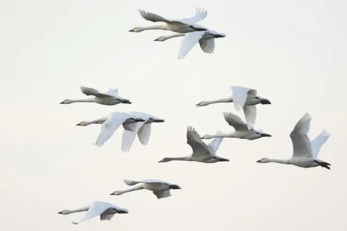 Framed Print : Bewicks swans (Cygnus bewickii), flock in flight, Emsland, Lower Saxony, Germany Framed Print : Bewicks swans (Cygnus bewickii), flock in flight, Emsland, Lower Saxony, Germany