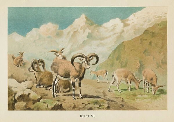 Bharal Himalayan sheep chromolithograph 1896