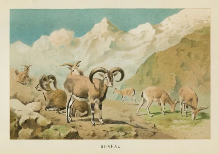 Framed Print : Bharal Himalayan sheep chromolithograph 1896 Framed Print : Bharal Himalayan sheep chromolithograph 1896