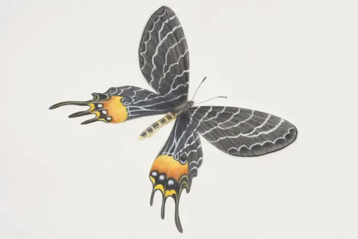 Framed Print : Bhutanitis lidderdalei, Bhutan Glory, black butterfly patterned yellow patches