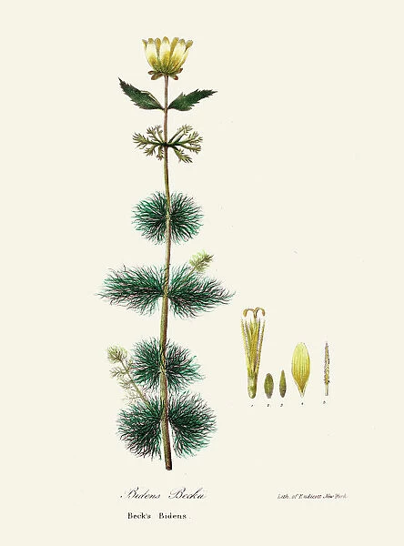 Bidens beckii botanical engraving 1843