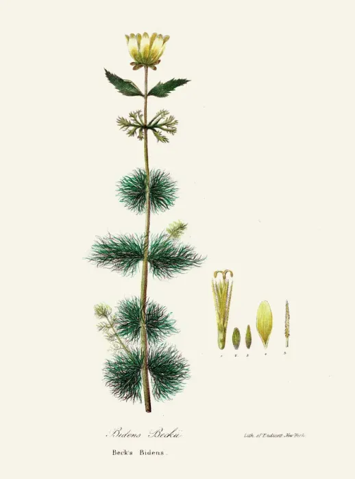 Framed Print : Bidens beckii botanical engraving 1843 Framed Print : Bidens beckii botanical engraving 1843