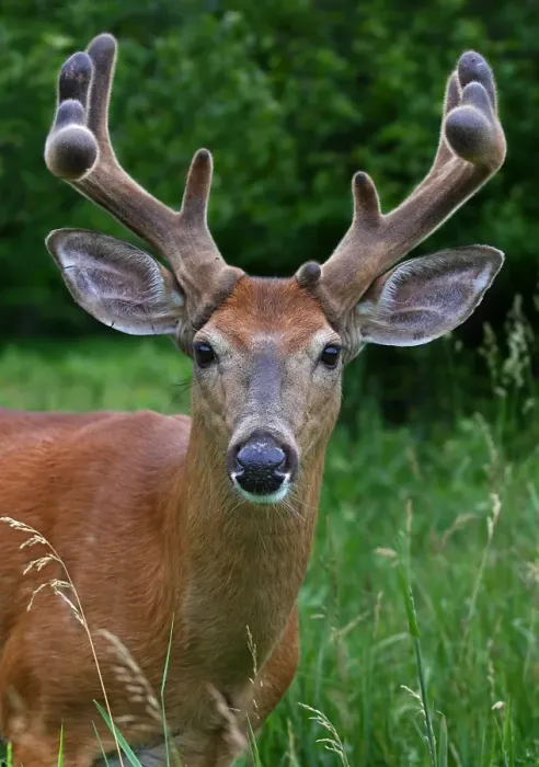 Framed Print : Big antler buck