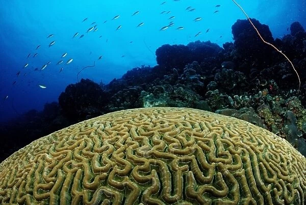 Big Brain Corals (Madreporaria), Tobago, Caribbean Sea