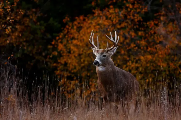 Framed Print : Big Buck in fall - White tailed deer