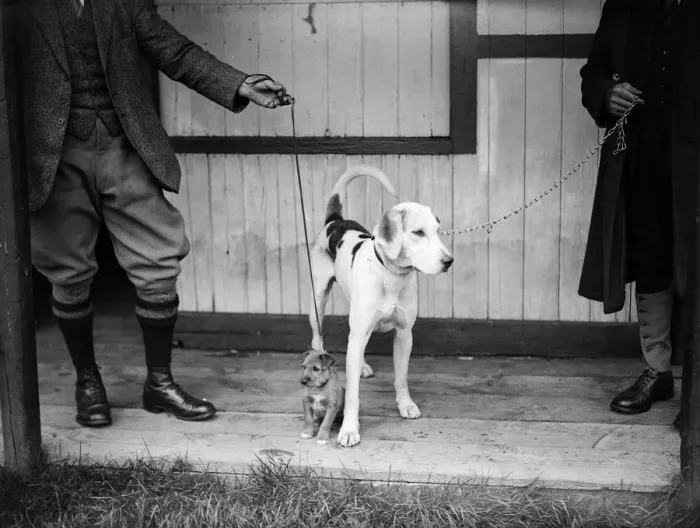 Framed Print : Big Dog Little Dog