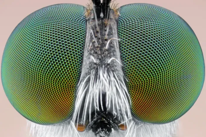 Framed Print : Big Eyes. Insects On Earth, 490543523 Framed Print : Big Eyes. Insects On Earth, 490543523