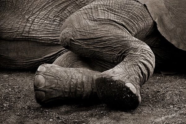 Big Foot. Massive feet for a massive elephant in the Knysna Elephant Park