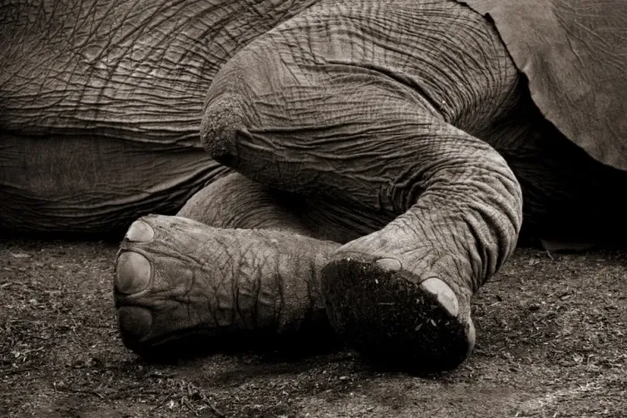 Framed Print : Big Foot. Massive feet for a massive elephant in the Knysna Elephant Park Framed Print : Big Foot. Massive feet for a massive elephant in the Knysna Elephant Park