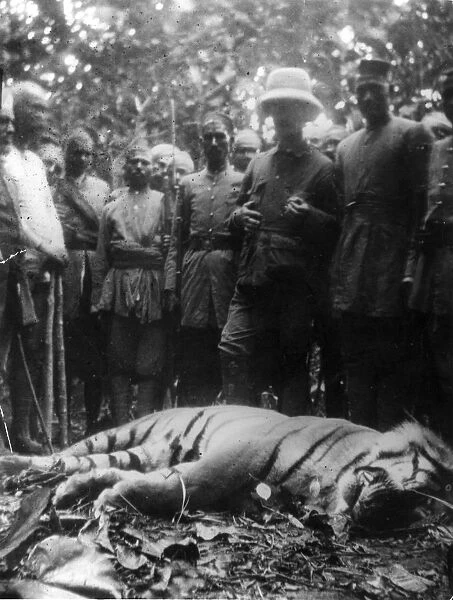 Big Game. 1908: The corpse of a 9 foot 6 inch tiger, shot after a successful hunt in Nepal