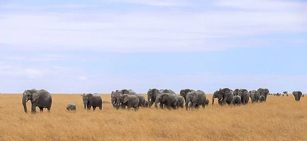 Big group of african elephants