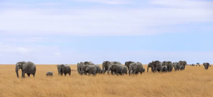 Framed Print : Big group of african elephants Framed Print : Big group of african elephants