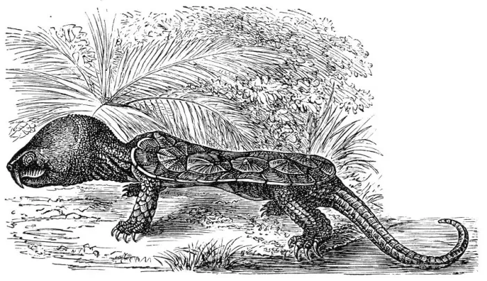 Framed Print : The big-headed turtle (Platysternon megacephalum Framed Print : The big-headed turtle (Platysternon megacephalum