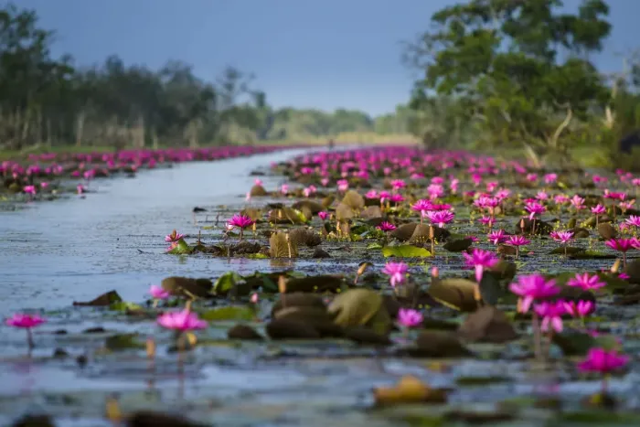 Framed Print : The big lotus area in Songkla lake