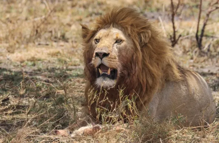 Framed Print : Big male lion resting in grass Framed Print : Big male lion resting in grass