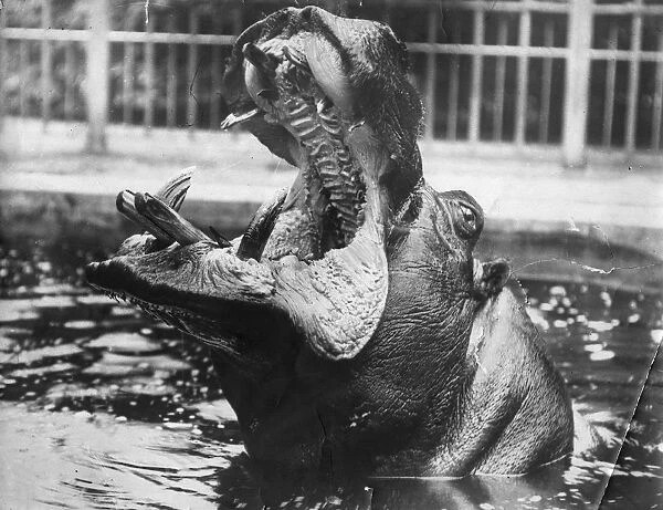 Big Mouth. circa 1950: A Hippo giving a big yawn and showing a set of large teeth