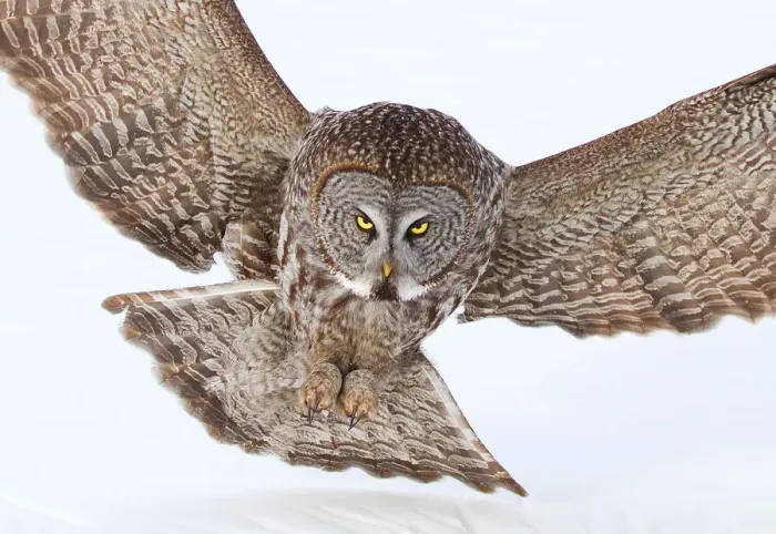 Framed Print : Big owl Framed Print : Big owl