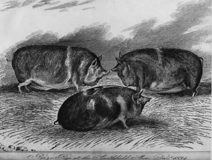 Framed Print : Three Big Pigs Framed Print : Three Big Pigs