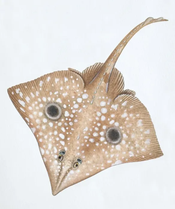 Framed Print : Big Skate, Raja binoculata, front view Framed Print : Big Skate, Raja binoculata, front view