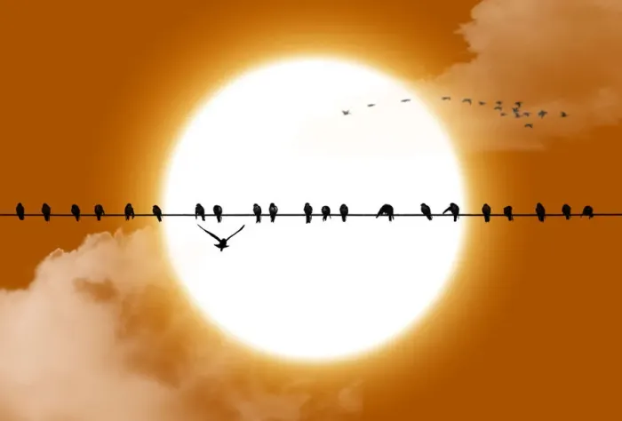Framed Print : Big sun birds silhouette Framed Print : Big sun birds silhouette