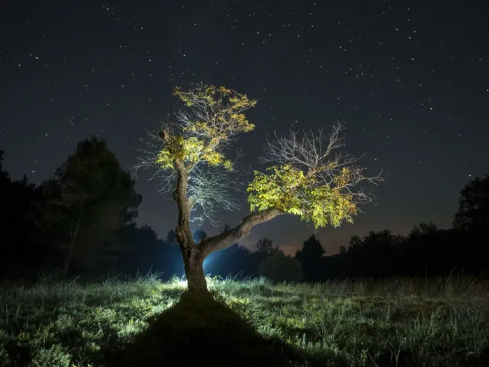 Framed Print : Big tree one autumn night with his yellow leaves