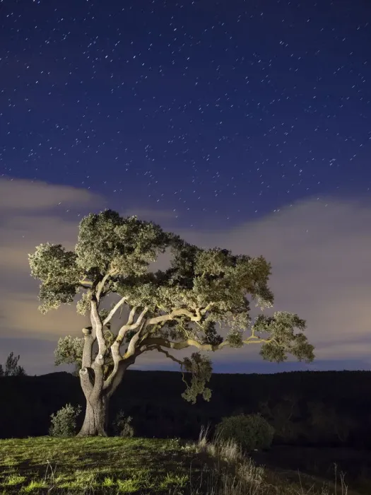 Framed Print : Big tree in the mountain a night of stars Framed Print : Big tree in the mountain a night of stars