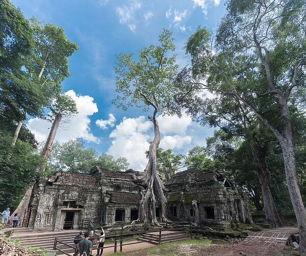 Big tree at ta prom temple in seam reaps, cambodia
