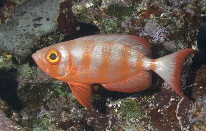 Framed Print : Bigeye Soldierfish Framed Print : Bigeye Soldierfish
