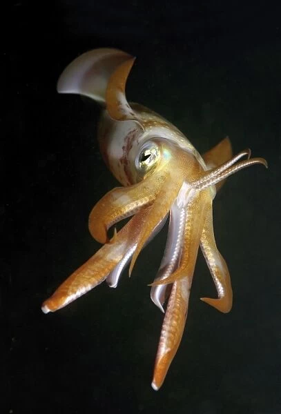 Bigfin reef squid -Sepioteuthis lessoniana-, Red Sea, Egypt, Africa