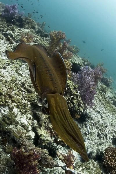 Bigfin Reef Squid -Sepioteuthis lessoniana-, Gulf of Oman, Oman