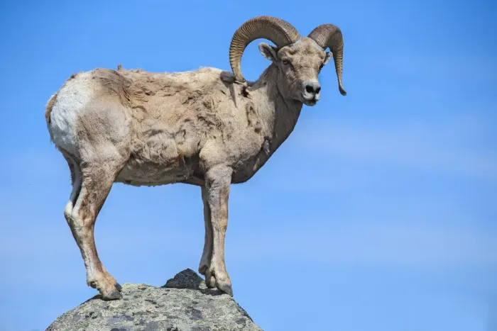 Framed Print : Bighorn Ram on Boulder Framed Print : Bighorn Ram on Boulder