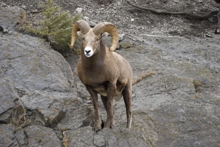 Framed Print : Bighorn sheep (Ovis canadensis) Framed Print : Bighorn sheep (Ovis canadensis)