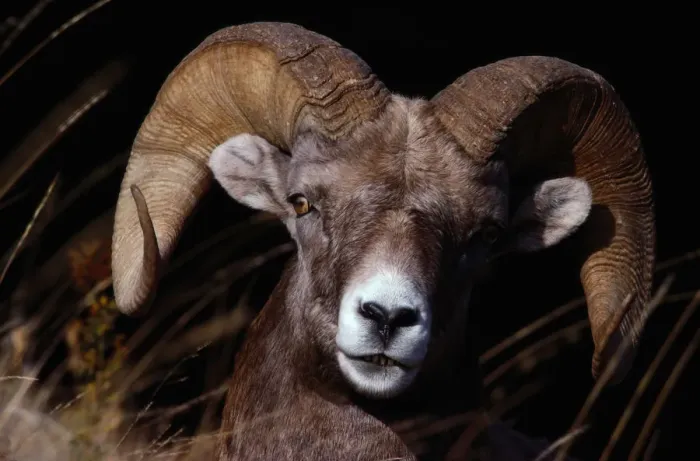 Framed Print : Bighorn sheep (Ovis canadensis), close-up, Yellowstone NP, Wyoming Framed Print : Bighorn sheep (Ovis canadensis), close-up, Yellowstone NP, Wyoming