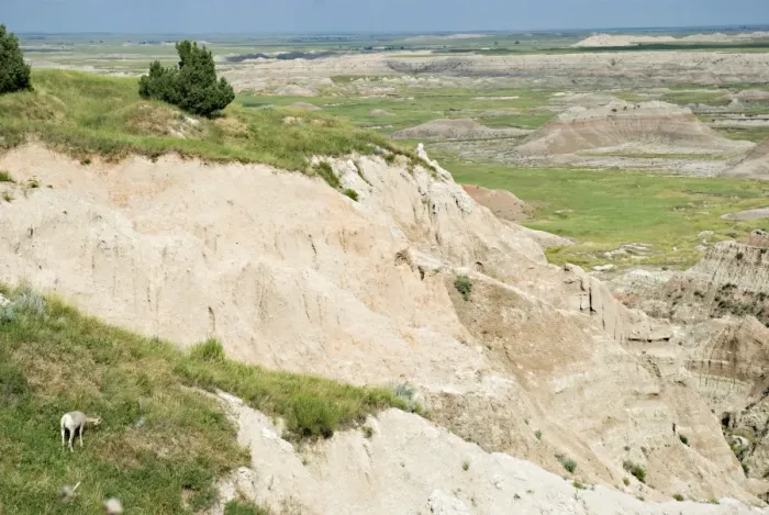 Framed Print : Bighorn Sheep (Ovis Canadensis)On A Hill In Badlands National Park Framed Print : Bighorn Sheep (Ovis Canadensis)On A Hill In Badlands National Park