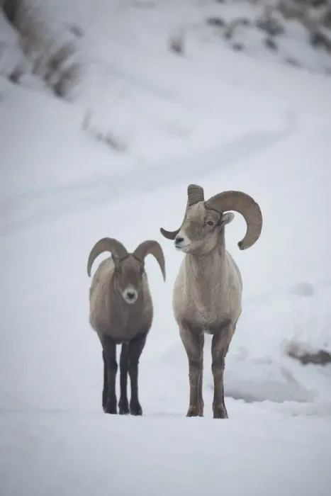 Framed Print : Bighorn Sheep Rams Framed Print : Bighorn Sheep Rams