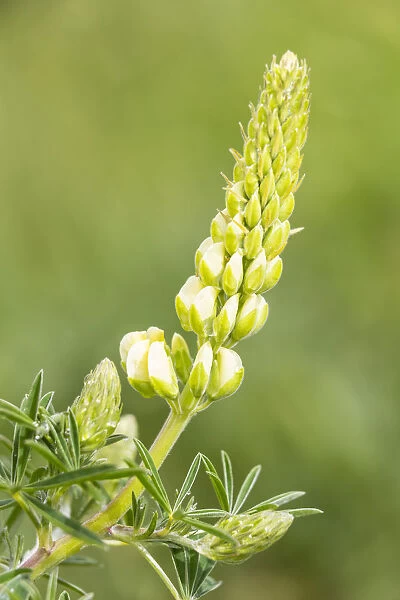 Bigleaf Lupine or Garden Lupine -Lupinus polyphyllus-, Northumberland, England, United Kingdom