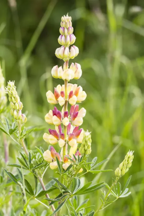 Framed Print : Bigleaf Lupine or Garden Lupine -Lupinus polyphyllus-, Northumberland, England, United Kingdom Framed Print : Bigleaf Lupine or Garden Lupine -Lupinus polyphyllus-, Northumberland, England, United Kingdom