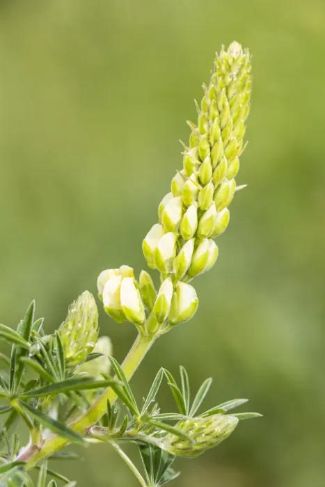 Framed Print : Bigleaf Lupine or Garden Lupine -Lupinus polyphyllus-, Northumberland, England, United Kingdom Framed Print : Bigleaf Lupine or Garden Lupine -Lupinus polyphyllus-, Northumberland, England, United Kingdom