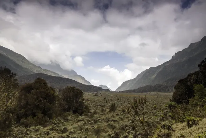 Framed Print : Bigo Bog, Rwenzori Mountains, Uganda Framed Print : Bigo Bog, Rwenzori Mountains, Uganda