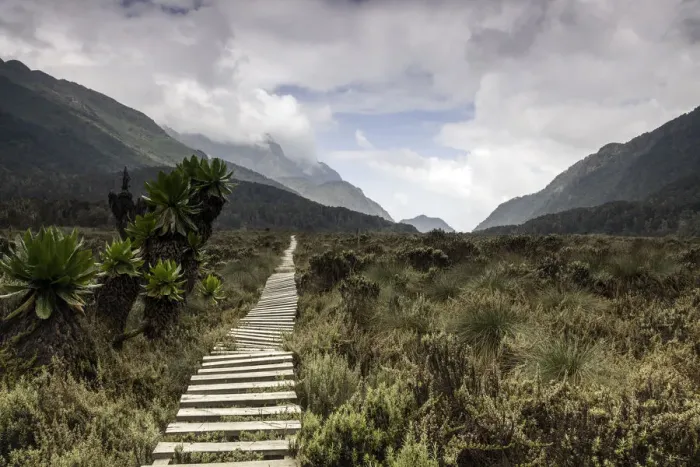 Framed Print : Bigo Bog, Rwenzori Mountains, Uganda