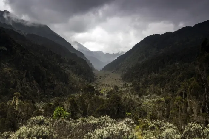 Framed Print : Bigo Bog, Rwenzori Mountains, Uganda Framed Print : Bigo Bog, Rwenzori Mountains, Uganda