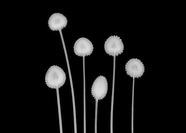 Billy buttons (Craspedia sp. ), X-ray