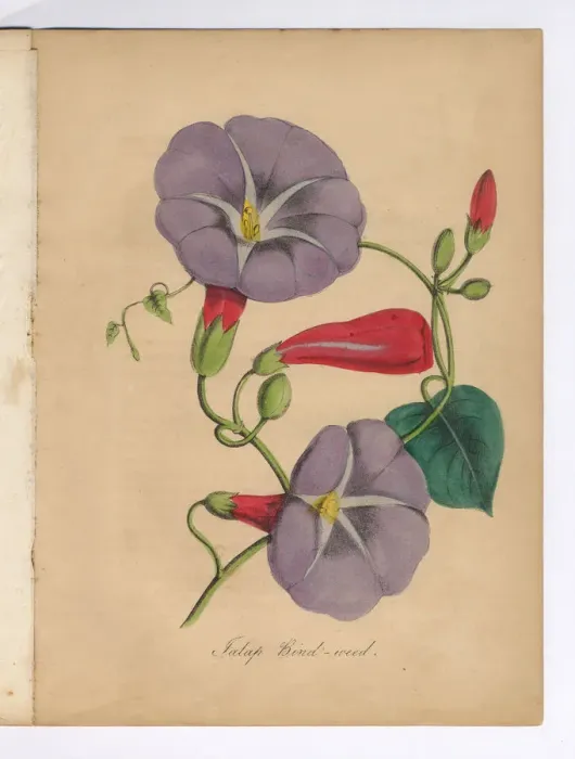 Framed Print : Bind Weed or Morning Glory Victorian Botanical Illustration Framed Print : Bind Weed or Morning Glory Victorian Botanical Illustration