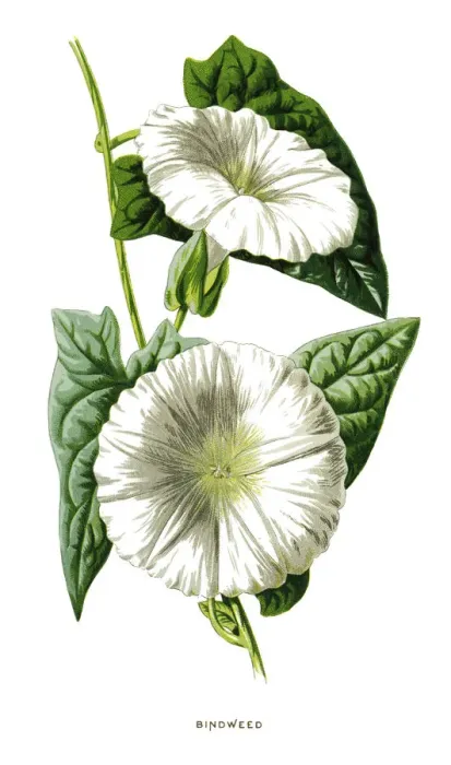 Framed Print : Bindweed. Antique illustration of a Medicinal and Herbal Plants.